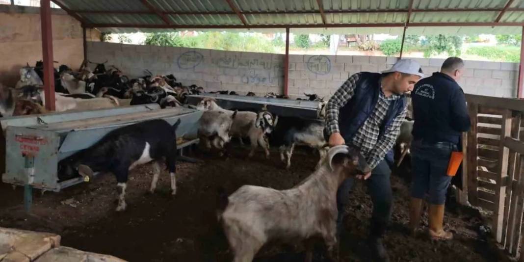 Fiyatlar 400.000 TL’ye kadar çıkıyor! Pazarlıklı talep satıcıyı memnun ediyor 5